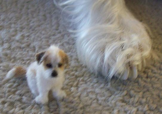 Cooper foot